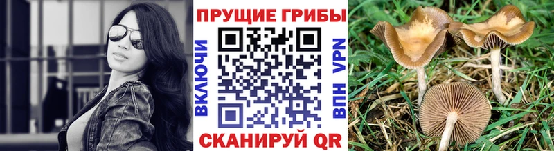 Галлюциногенные грибы Cubensis  Еманжелинск 